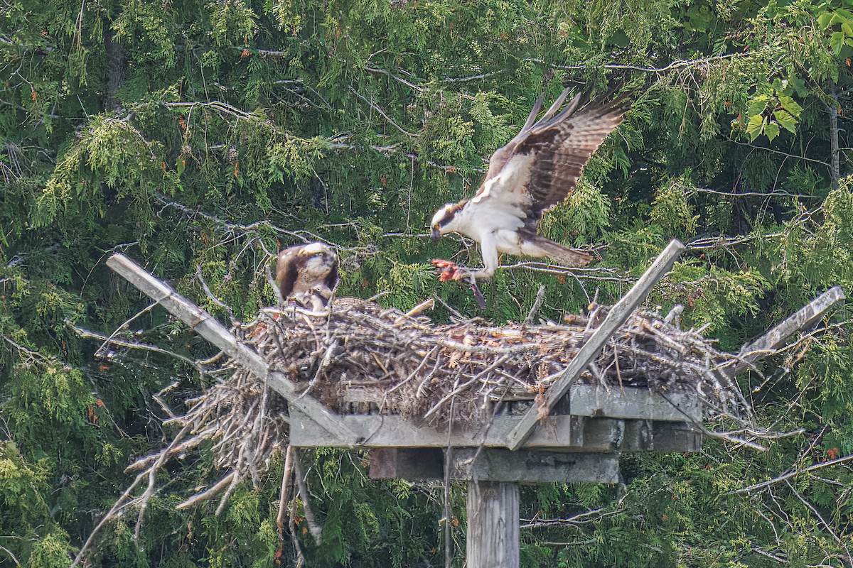 Osprey - ML638694468