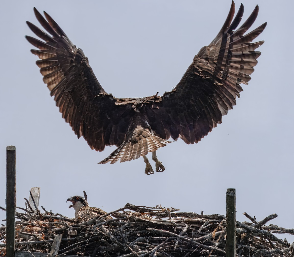 Osprey - ML638694469