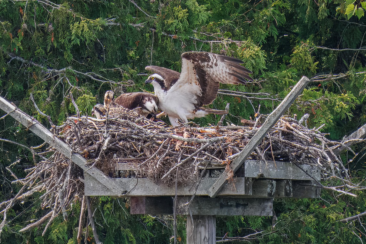 Osprey - ML638694470