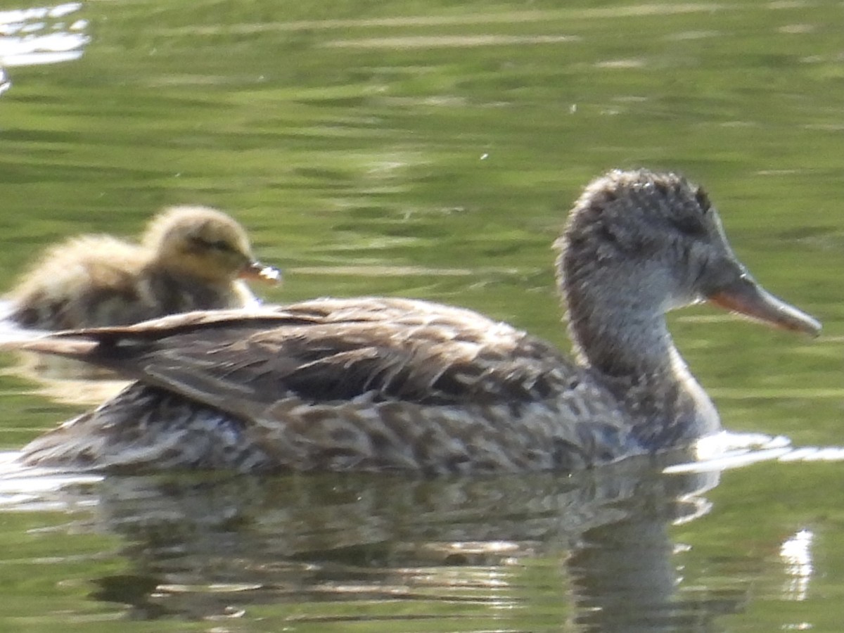 Gadwall - ML638694471