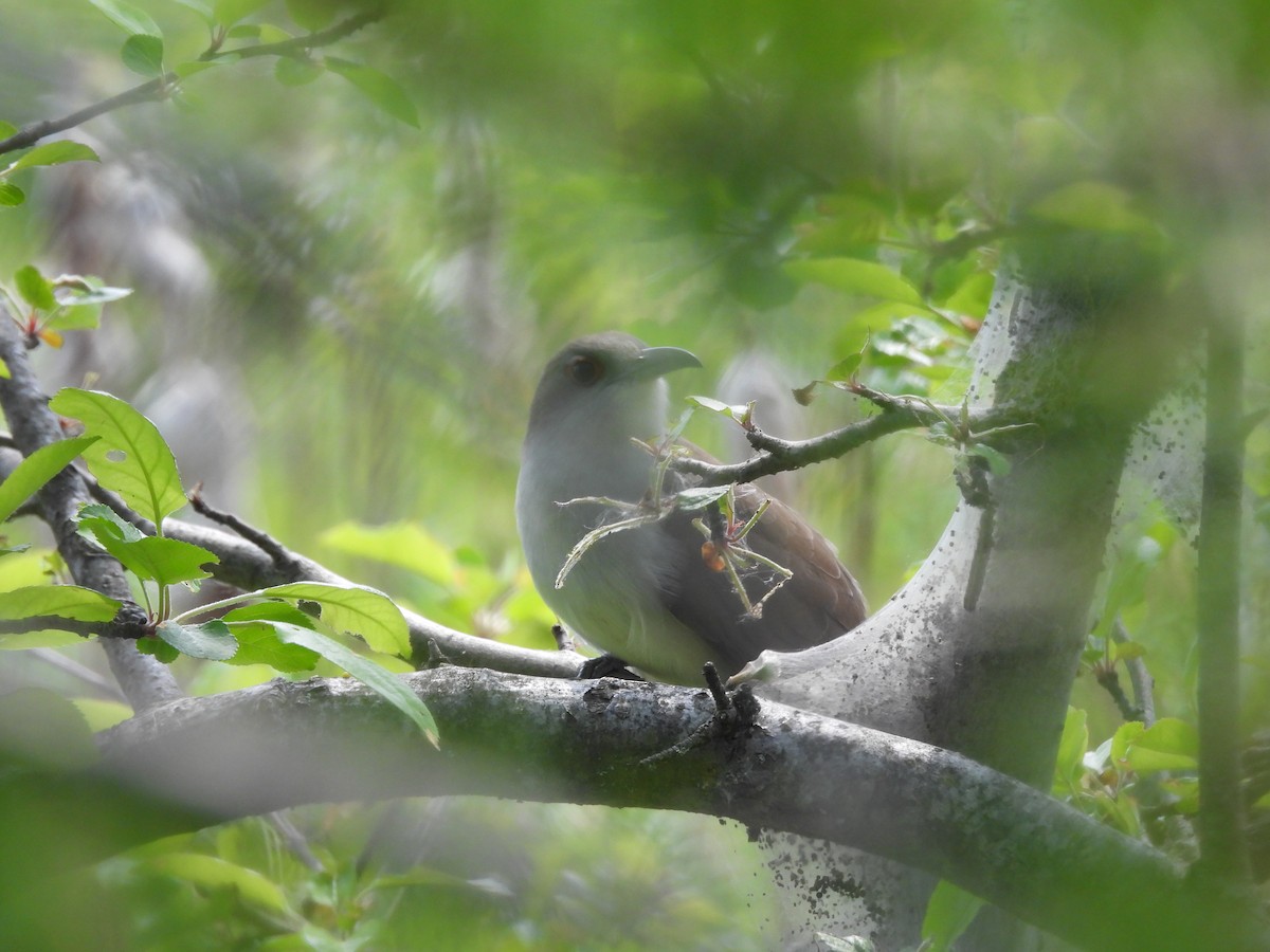 Black-billed Cuckoo - ML638694472