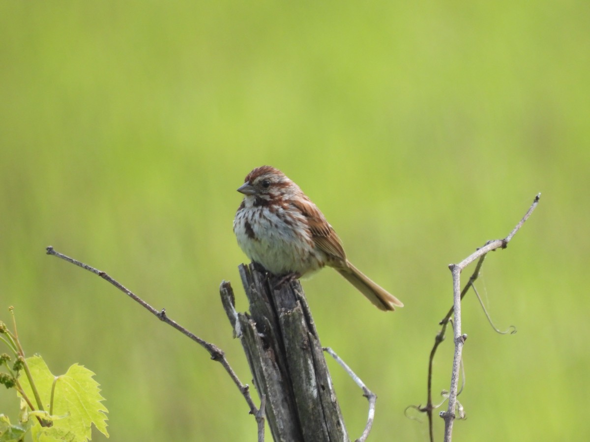 Song Sparrow - ML638694483