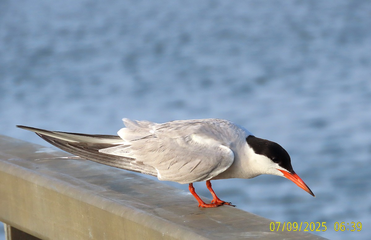 Common Tern - ML638694516