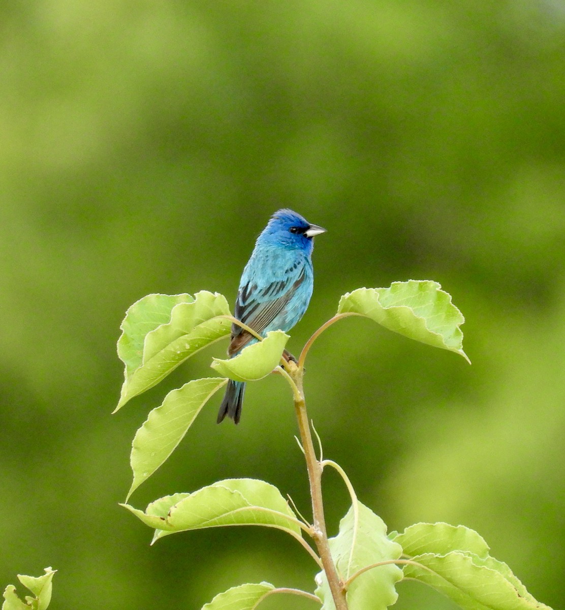 Passerin indigo - ML638694519