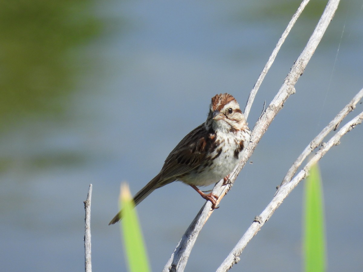 Song Sparrow - ML638694553