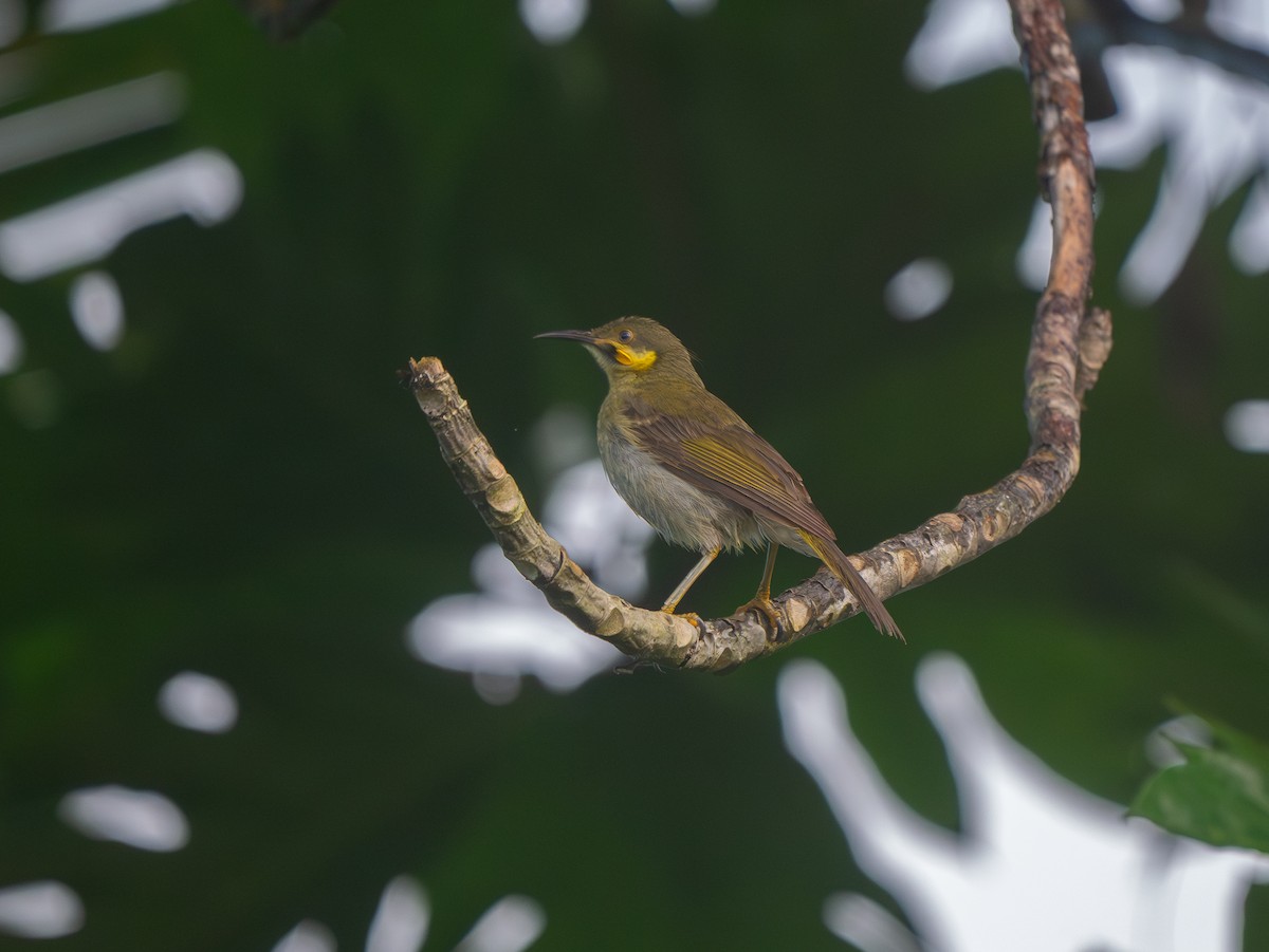 Eastern Wattled-Honeyeater - ML638694558