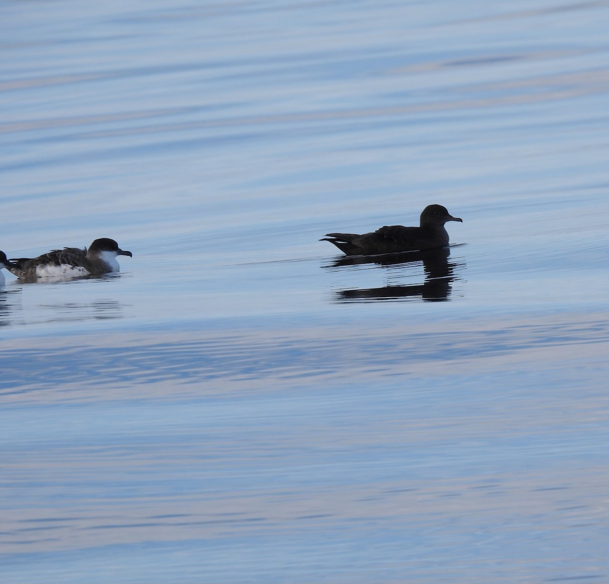 Sooty Shearwater - ML638694593