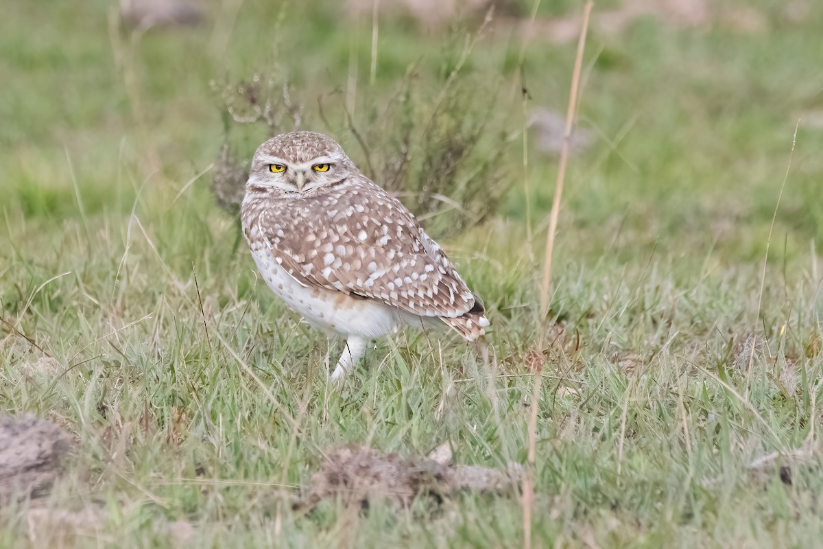 Burrowing Owl - ML638694644
