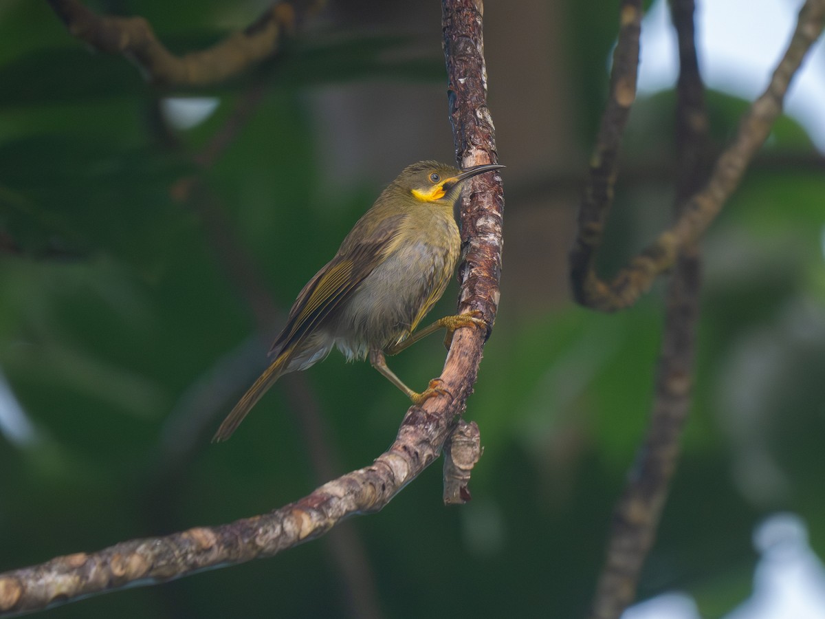 Eastern Wattled-Honeyeater - ML638694684