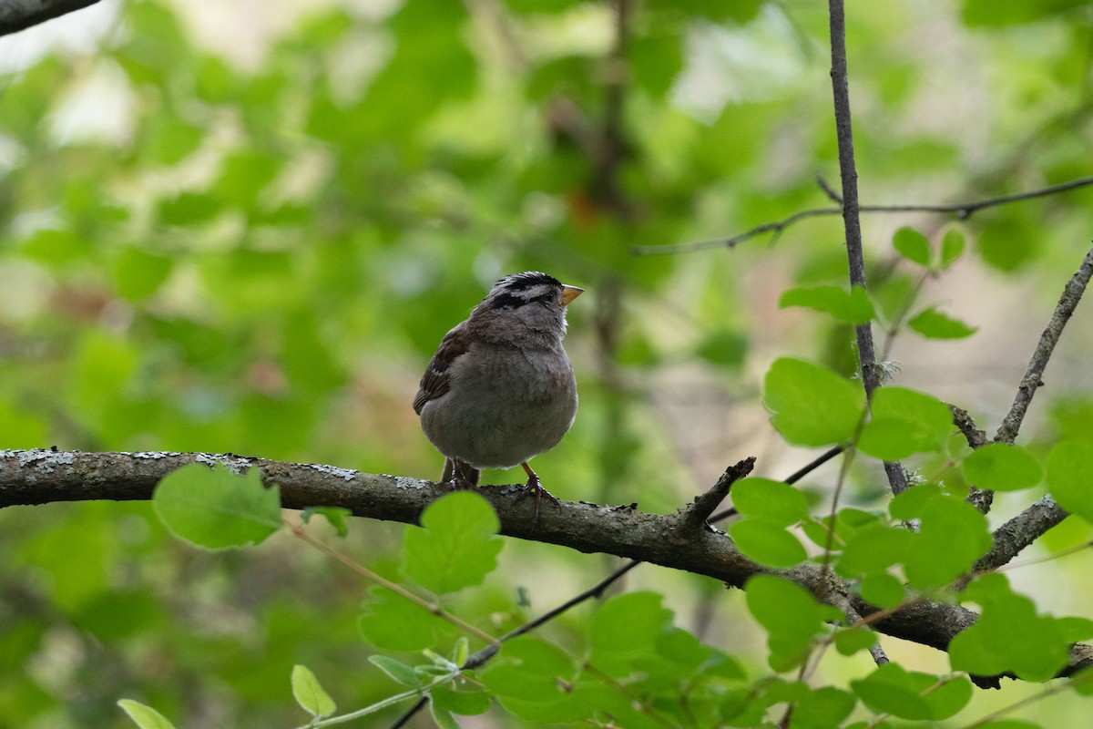 White-crowned Sparrow - ML638694755