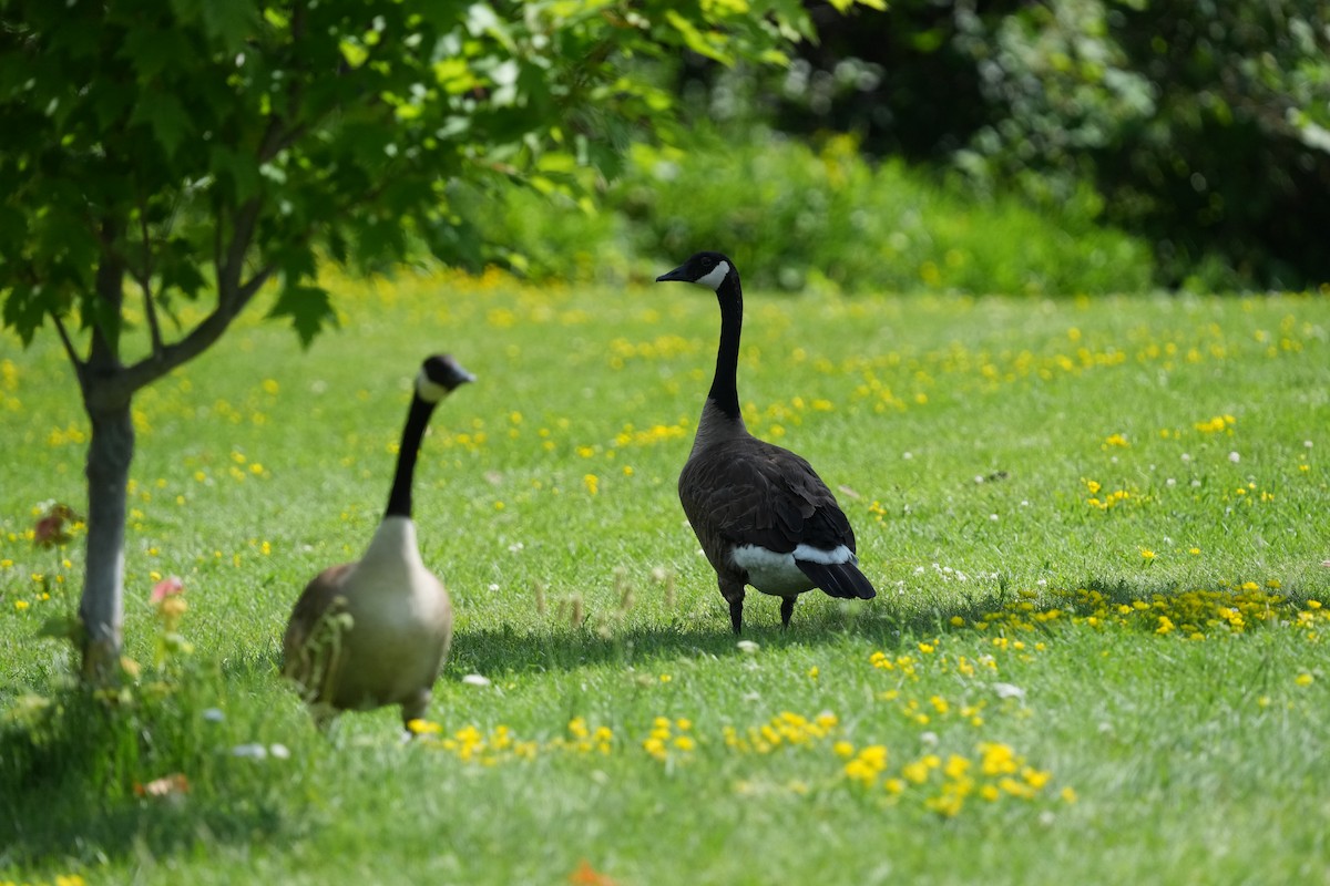 Canada Goose - ML638694764