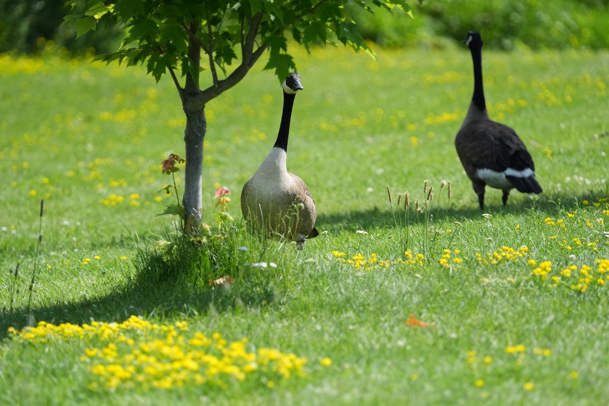 Canada Goose - ML638694765