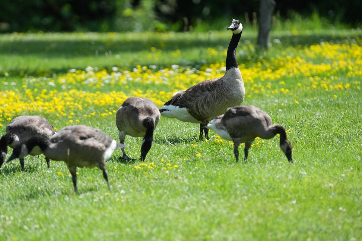Canada Goose - ML638694766