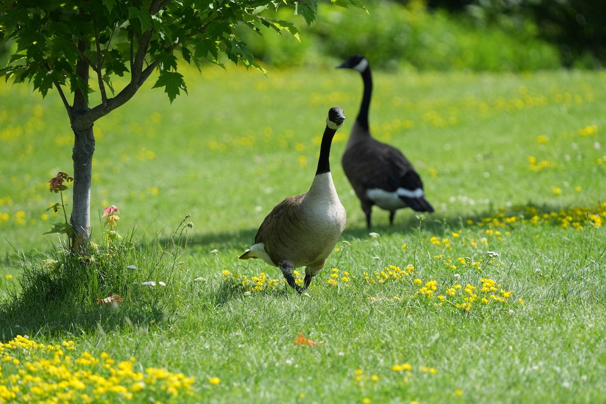 Canada Goose - ML638694768