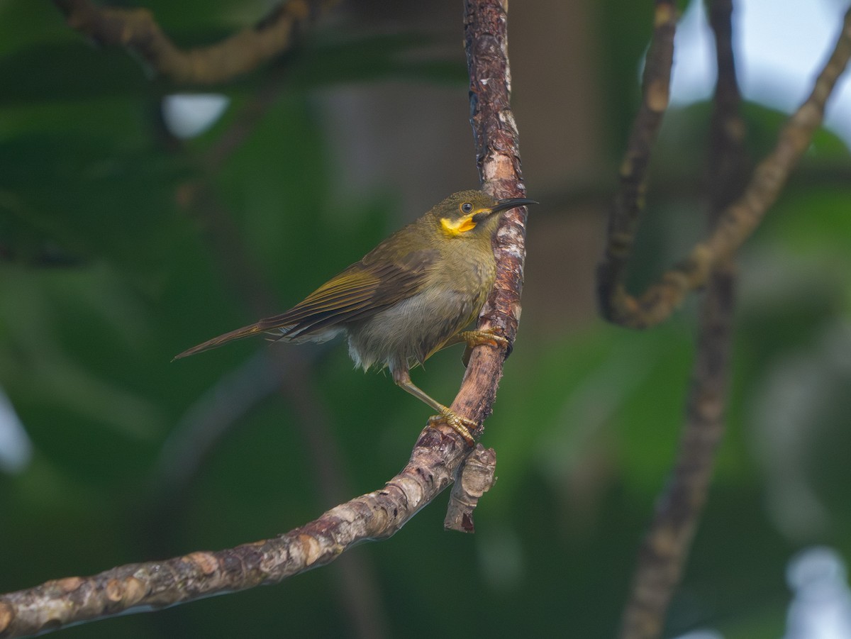 Eastern Wattled-Honeyeater - ML638694843