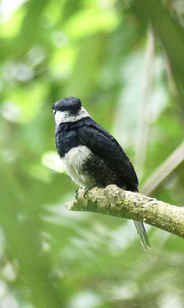 Black-breasted Puffbird - ML638694852