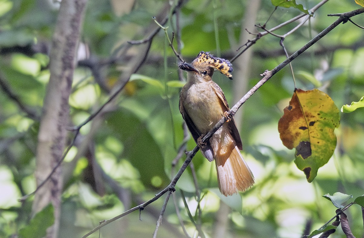 Tropical Royal Flycatcher (Northern) - ML638694889