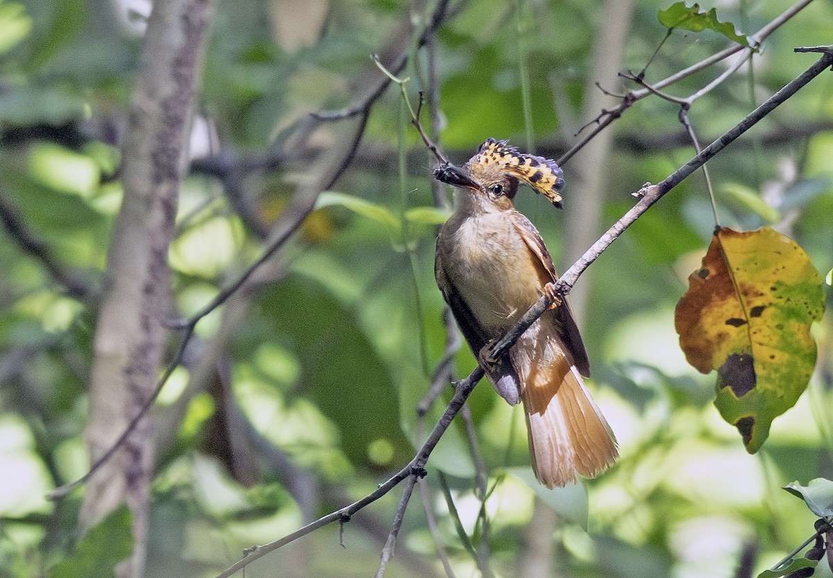 Tropical Royal Flycatcher (Northern) - ML638694890