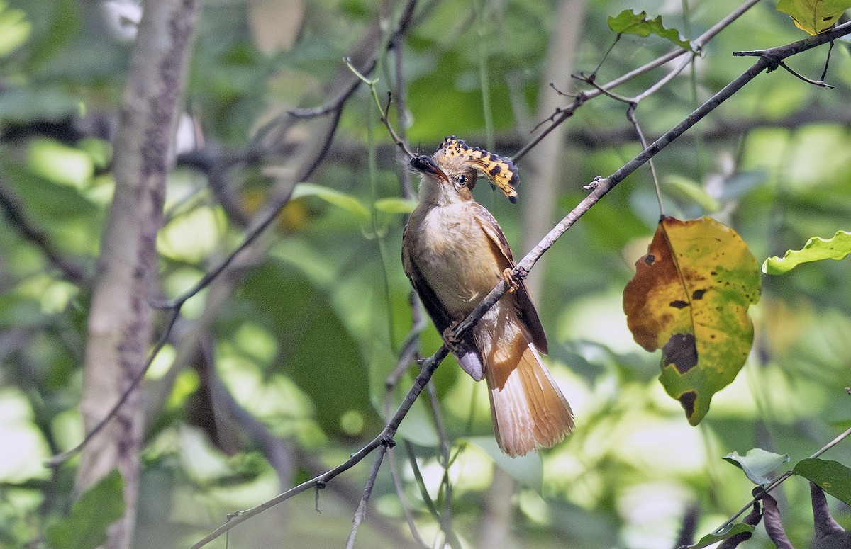 Tropical Royal Flycatcher (Northern) - ML638694891