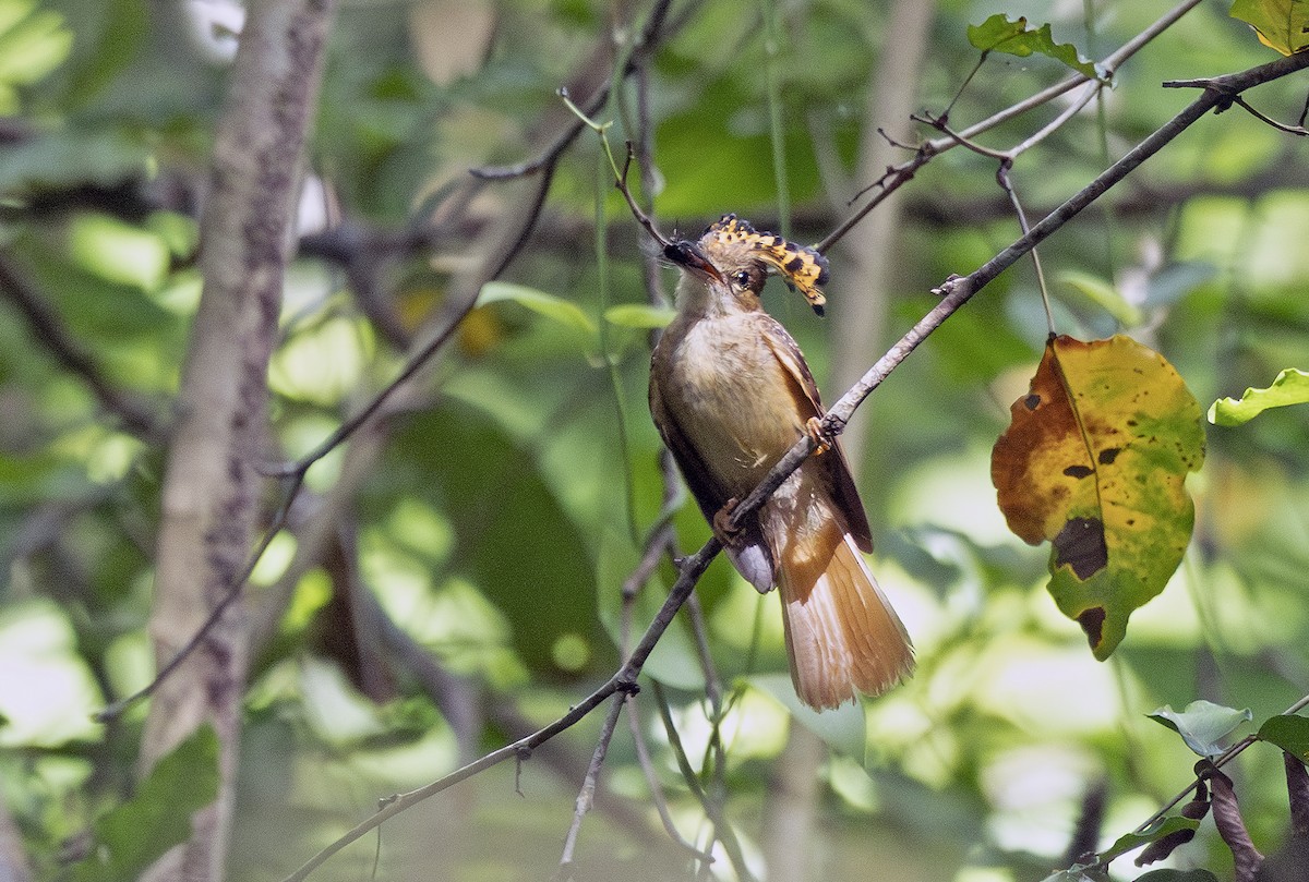 Tropical Royal Flycatcher (Northern) - ML638694892