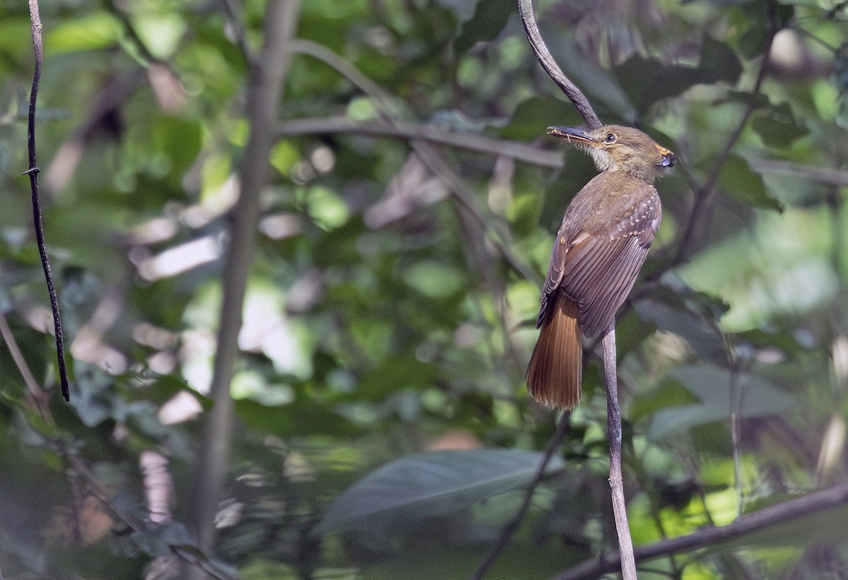 Tropical Royal Flycatcher (Northern) - ML638694893