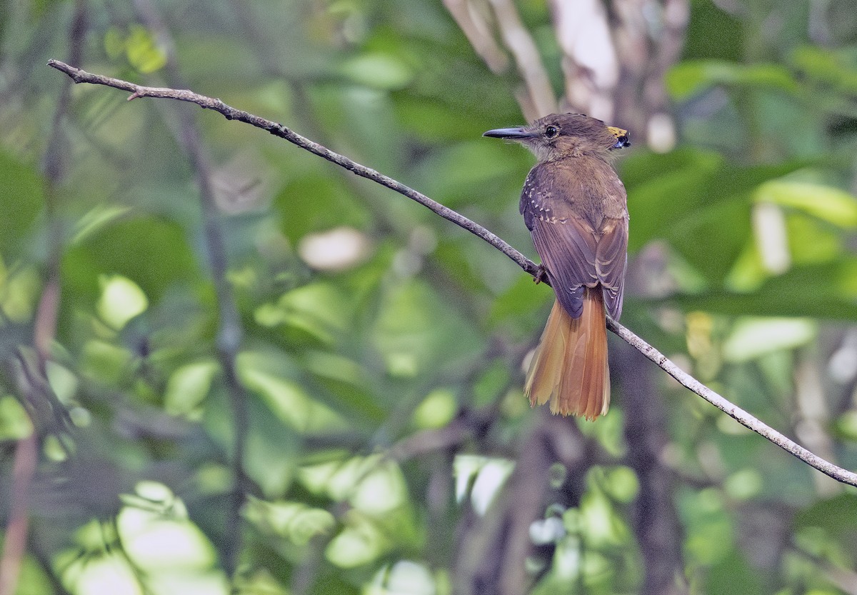 Tropical Royal Flycatcher (Northern) - ML638694896