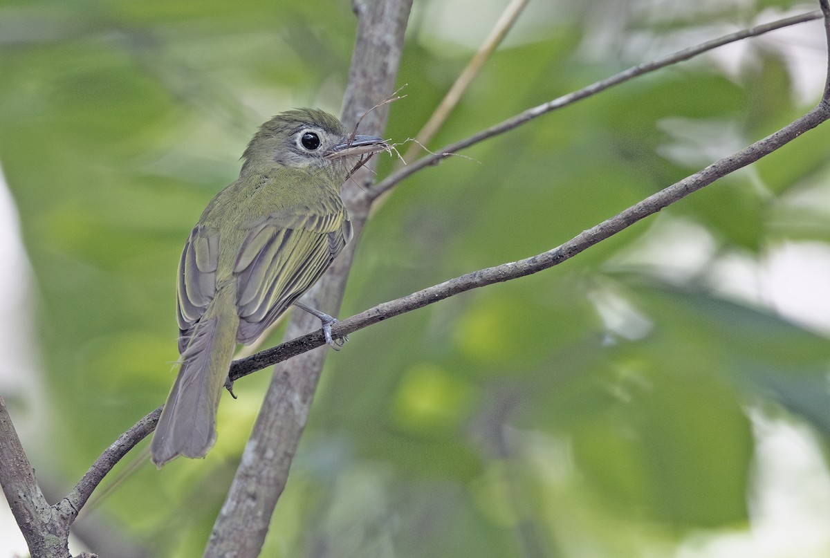 Eye-ringed Flatbill - ML638694944