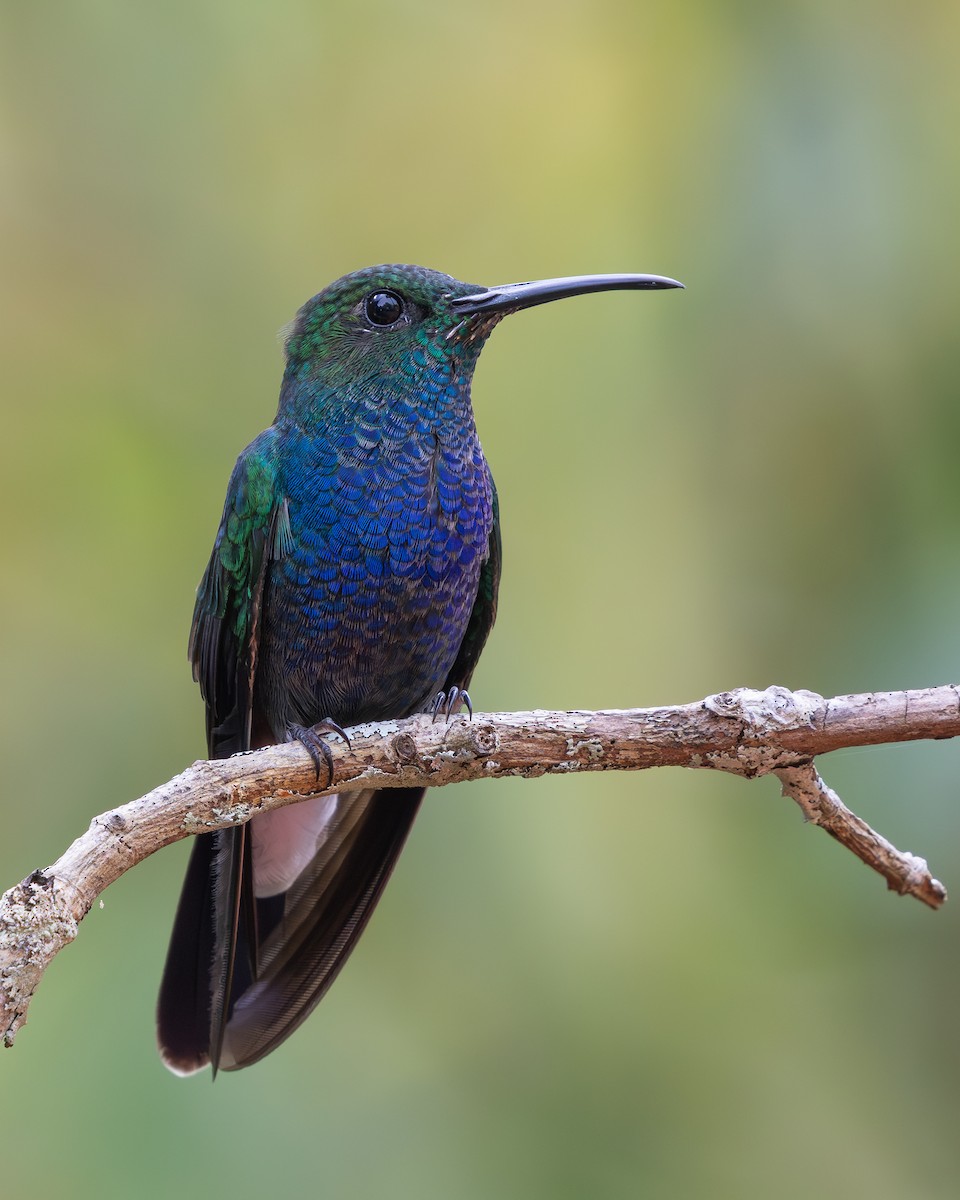 Blauschwanz-Buffonkolibri (caeruleogaster) - ML638694959