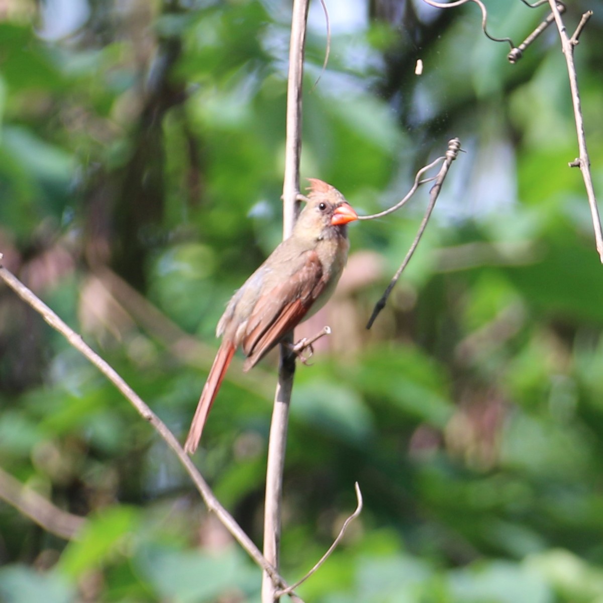 Northern Cardinal - ML638694996