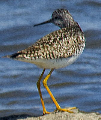 Lesser Yellowlegs - ML638695175