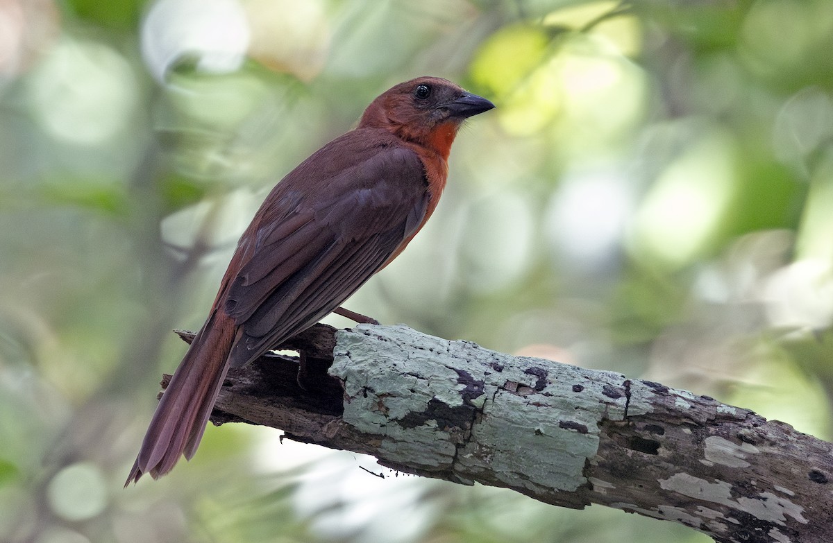 Red-throated Ant-Tanager (Salvin's) - ML638695204