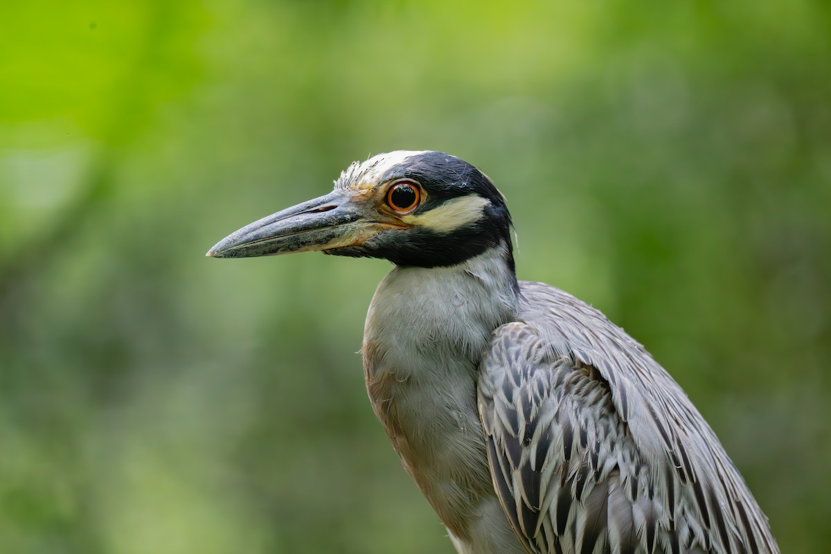 Yellow-crowned Night Heron - ML638695217