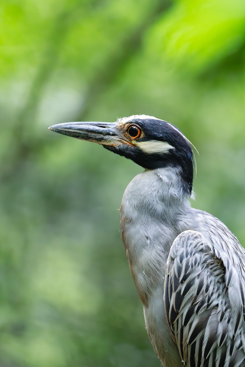 Yellow-crowned Night Heron - ML638695222