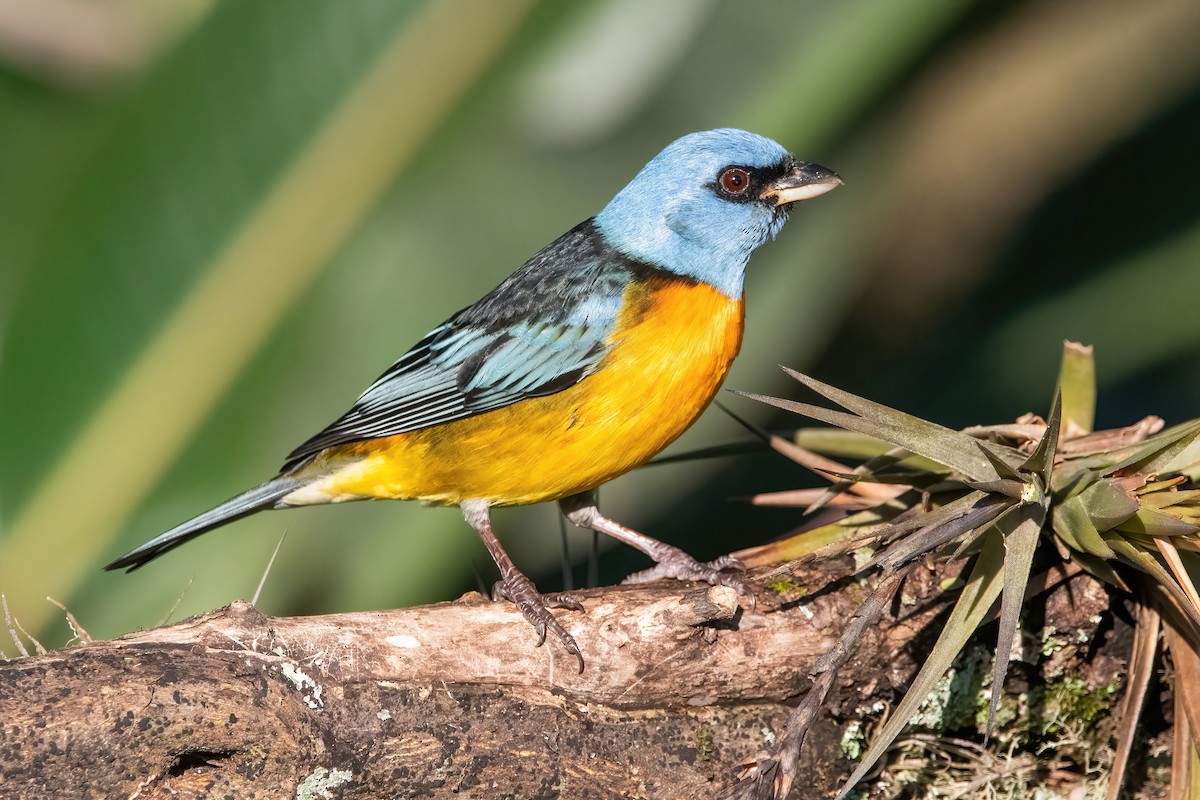 Blue-and-yellow Tanager - ML638695225