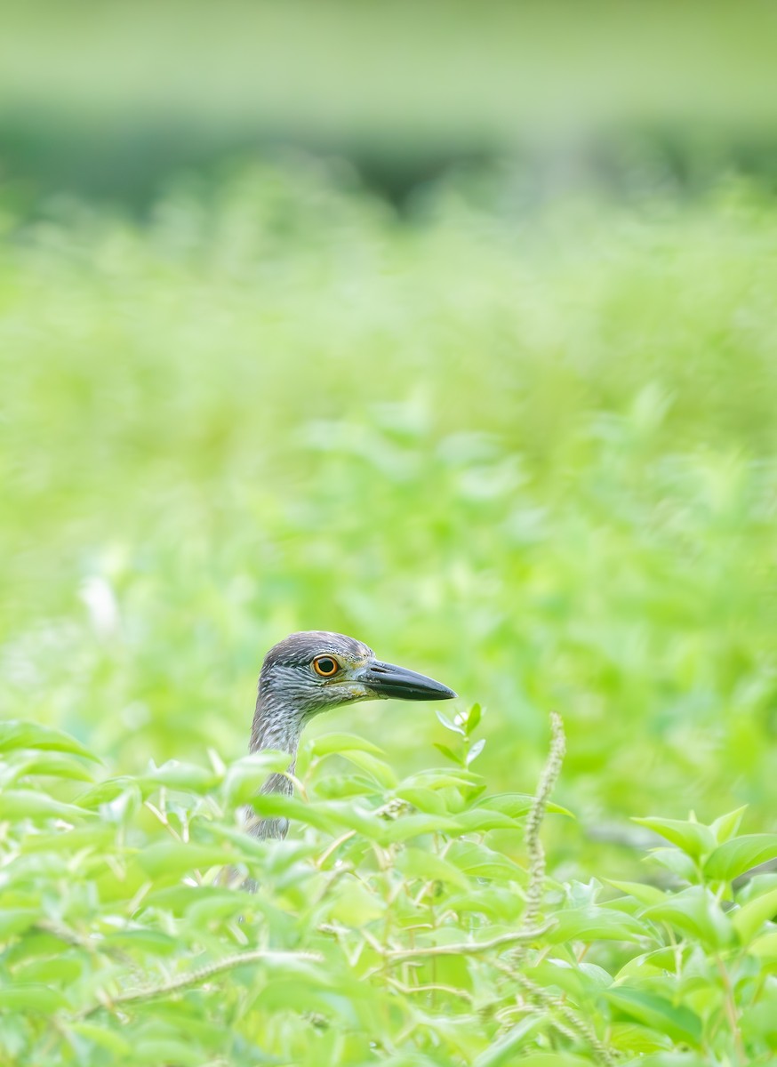 Yellow-crowned Night Heron - ML638695238