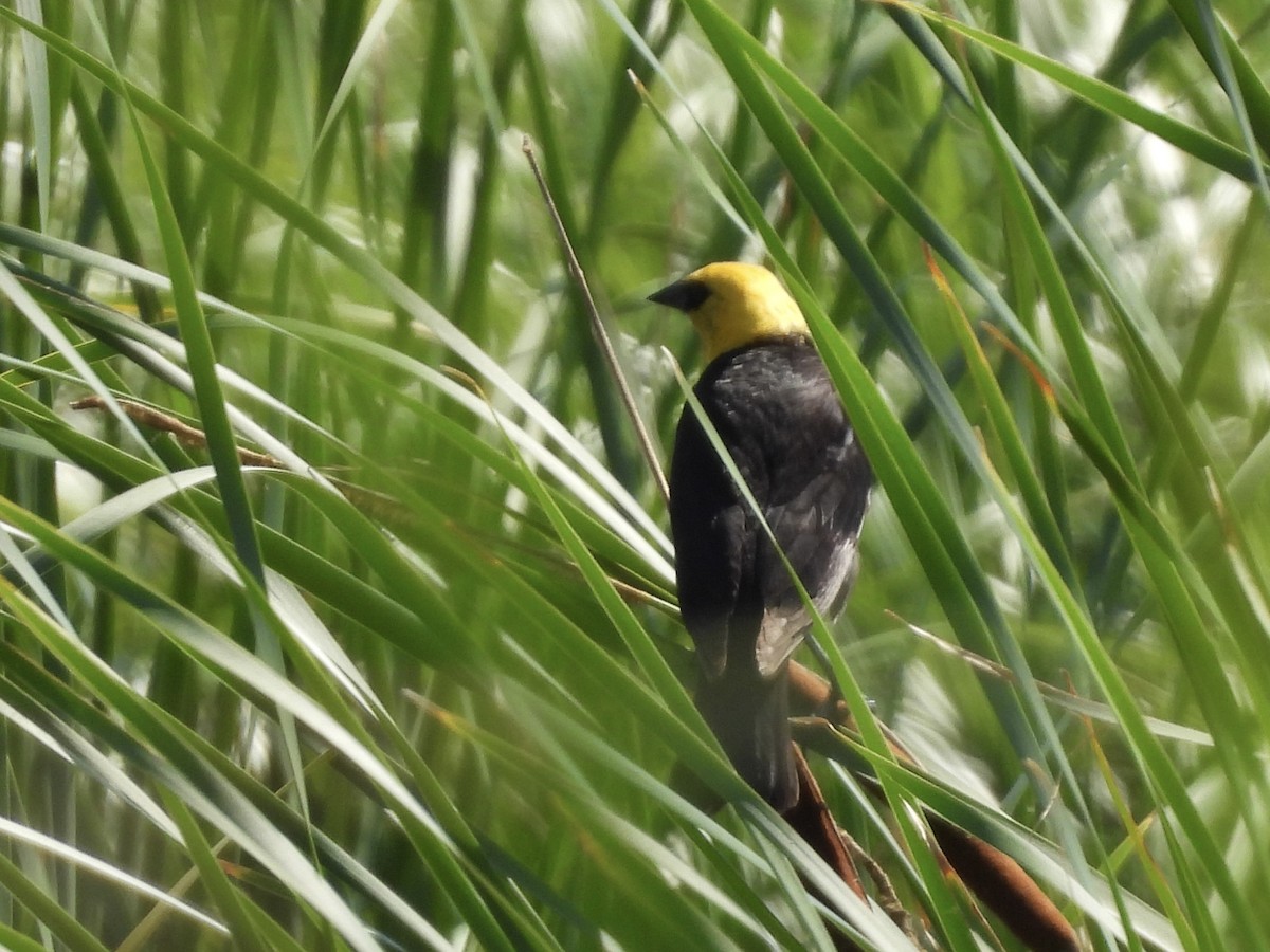Yellow-headed Blackbird - ML638695260