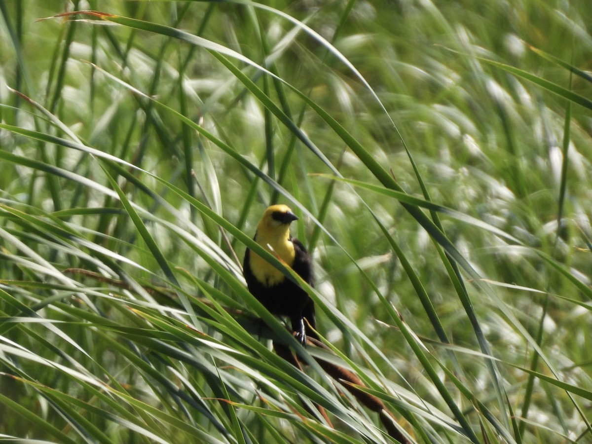 Yellow-headed Blackbird - ML638695261
