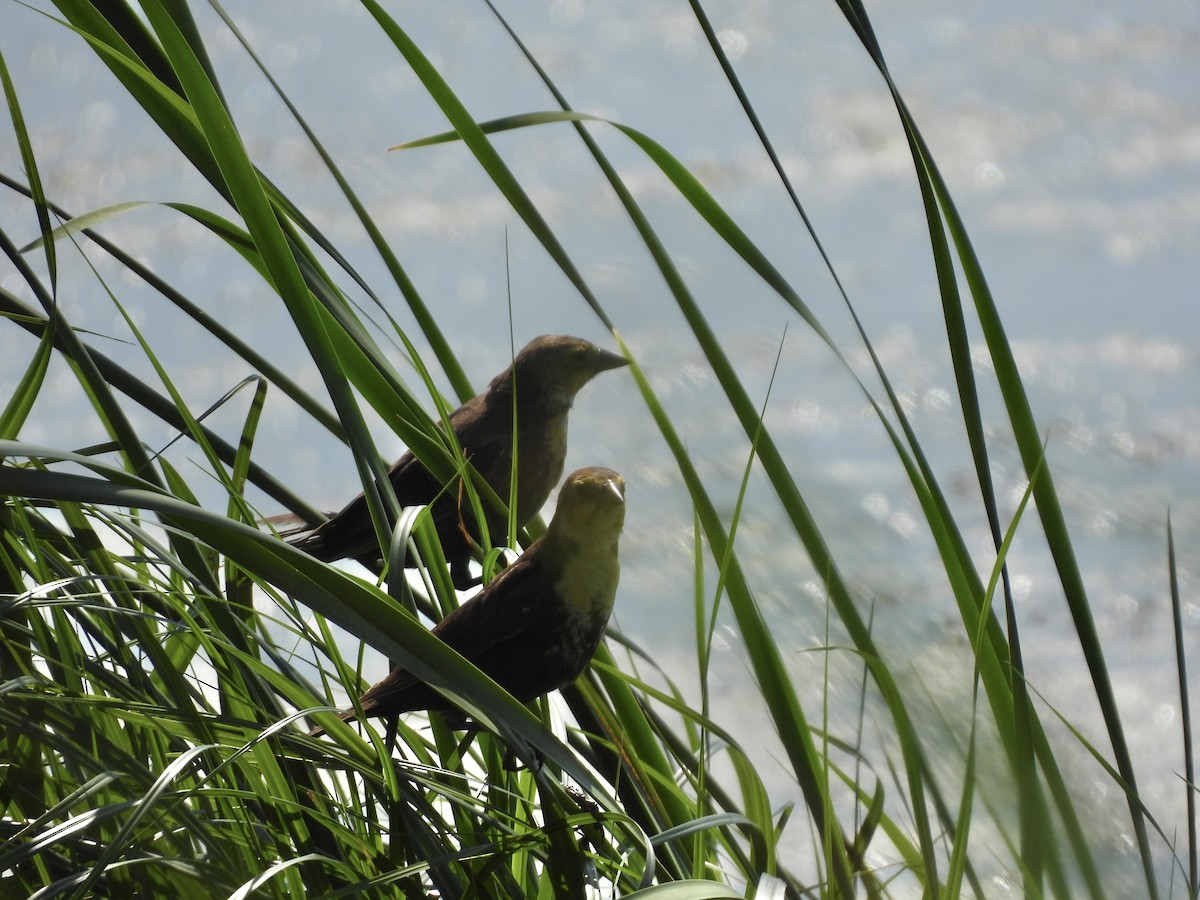Yellow-headed Blackbird - ML638695262
