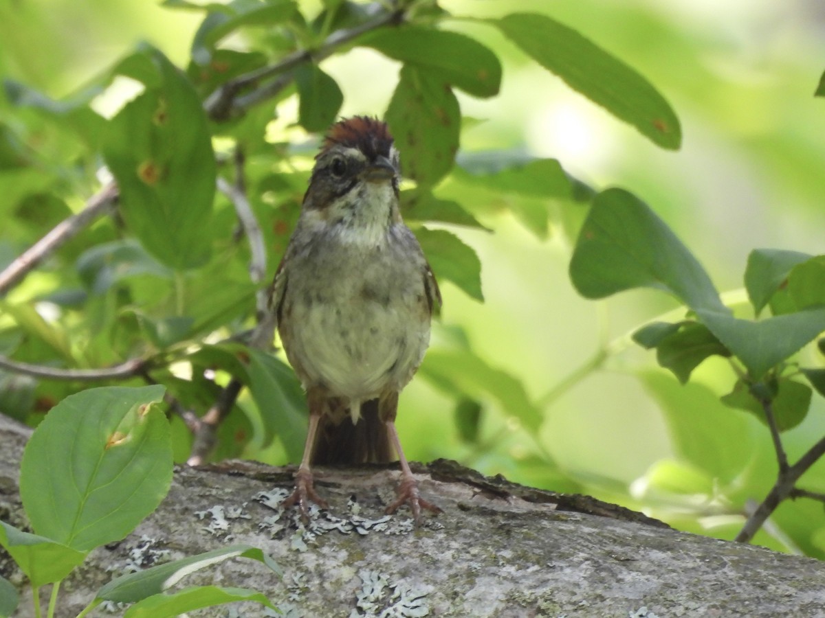 Swamp Sparrow - ML638695266