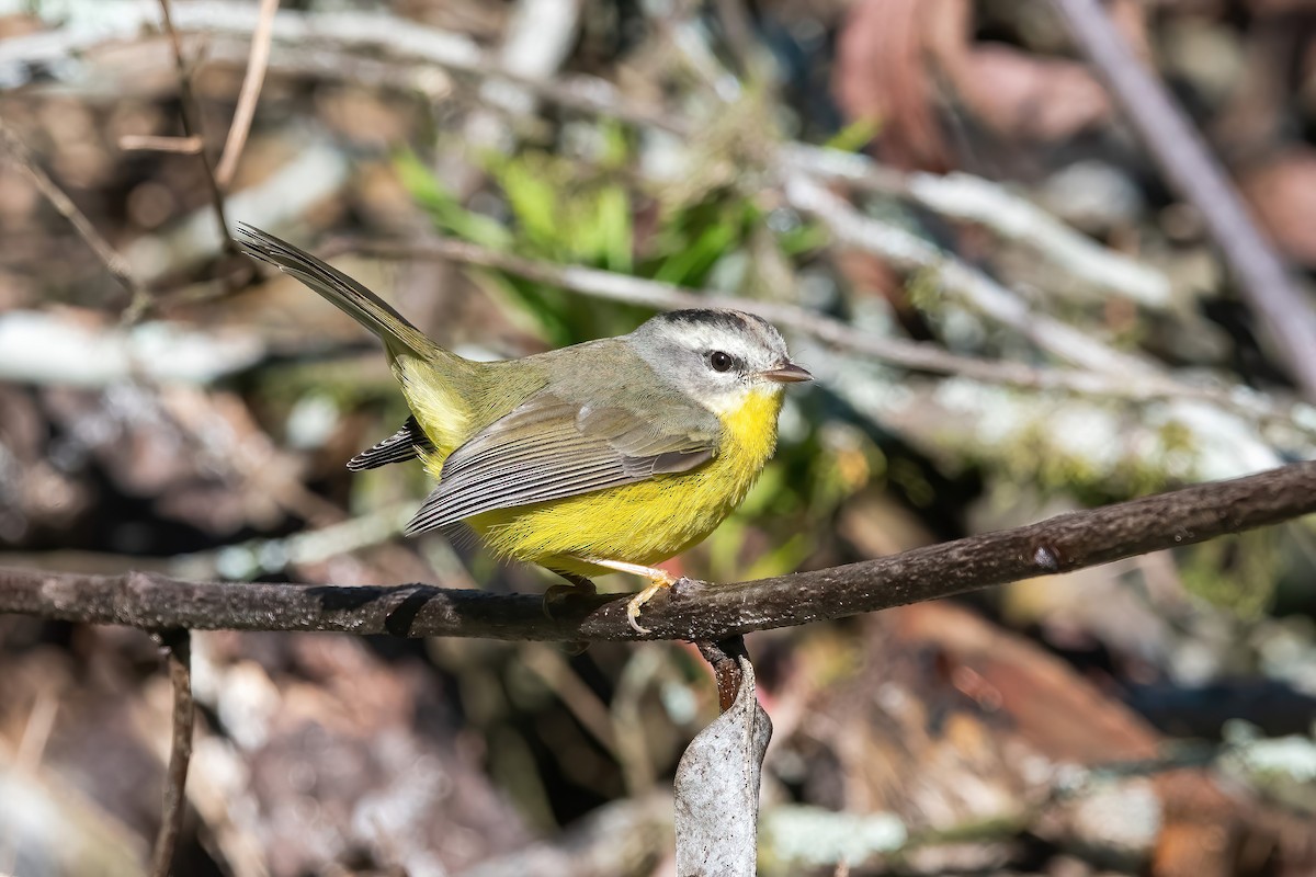 Golden-crowned Warbler - ML638695286