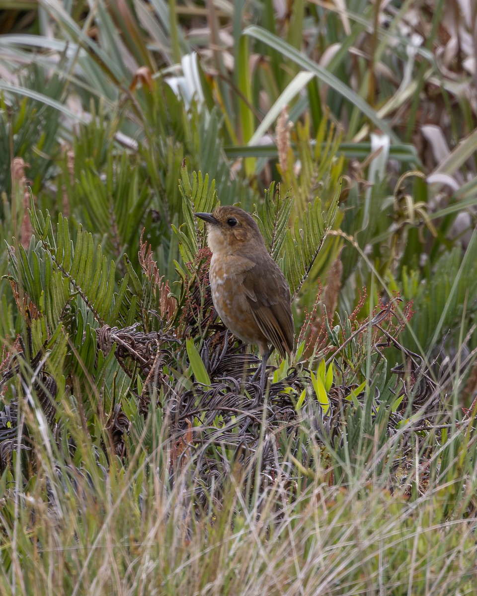 Boyaca Antpitta - ML638695299