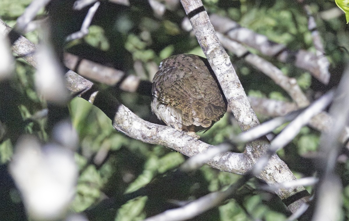 Middle American Screech-Owl - ML638695300