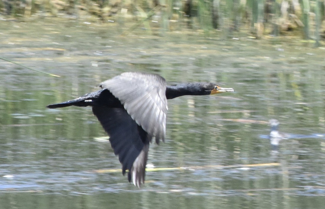 Cormoran à aigrettes - ML638695318