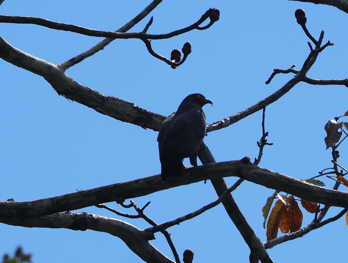 Slender-billed Kite - ML638695332