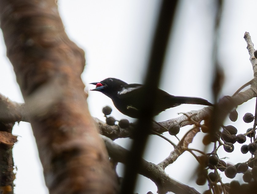 White-shouldered Tanager - ML638695342