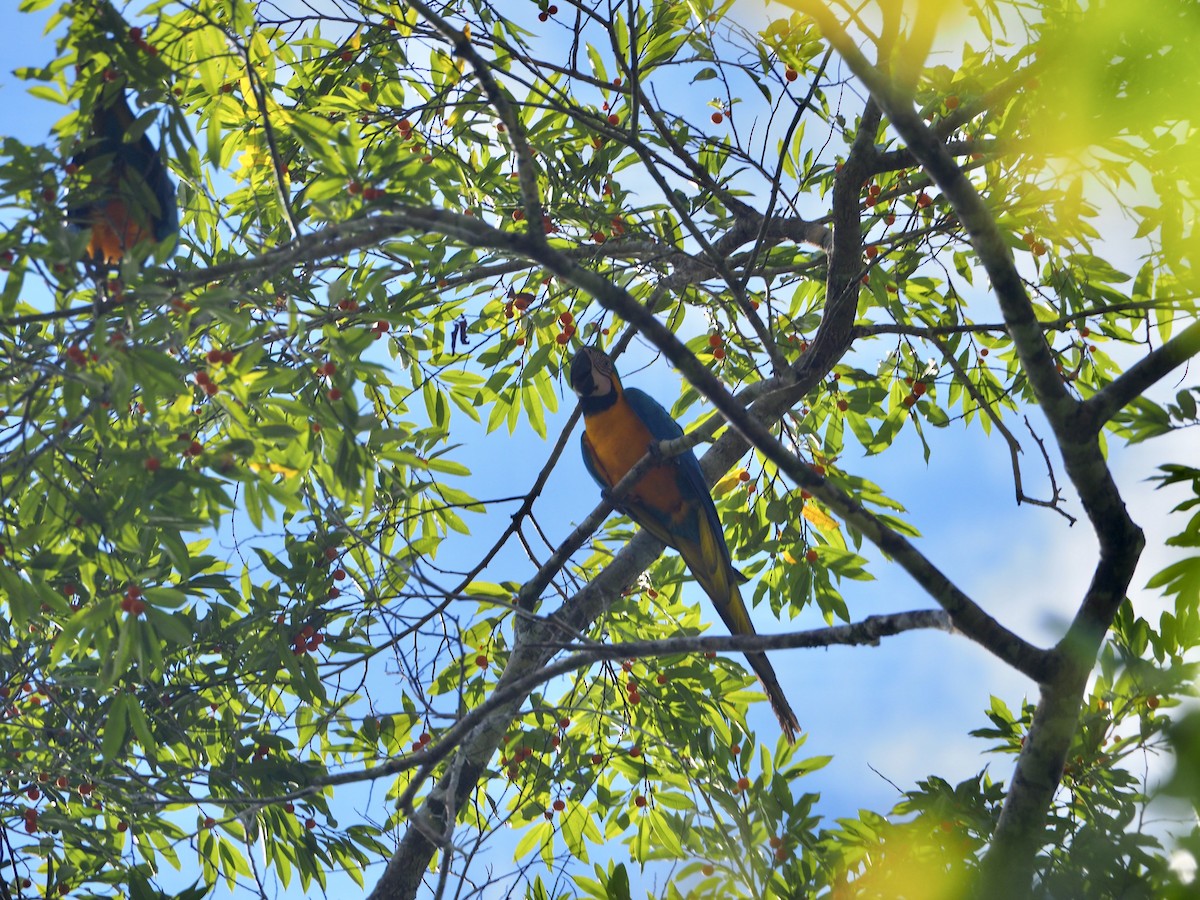 ara ararauna - ML638695373