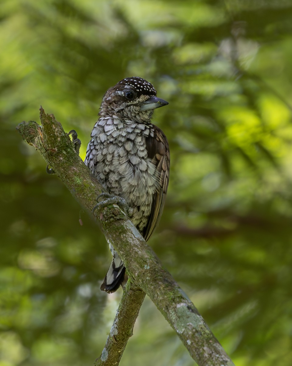 Scaled Piculet - ML638695398