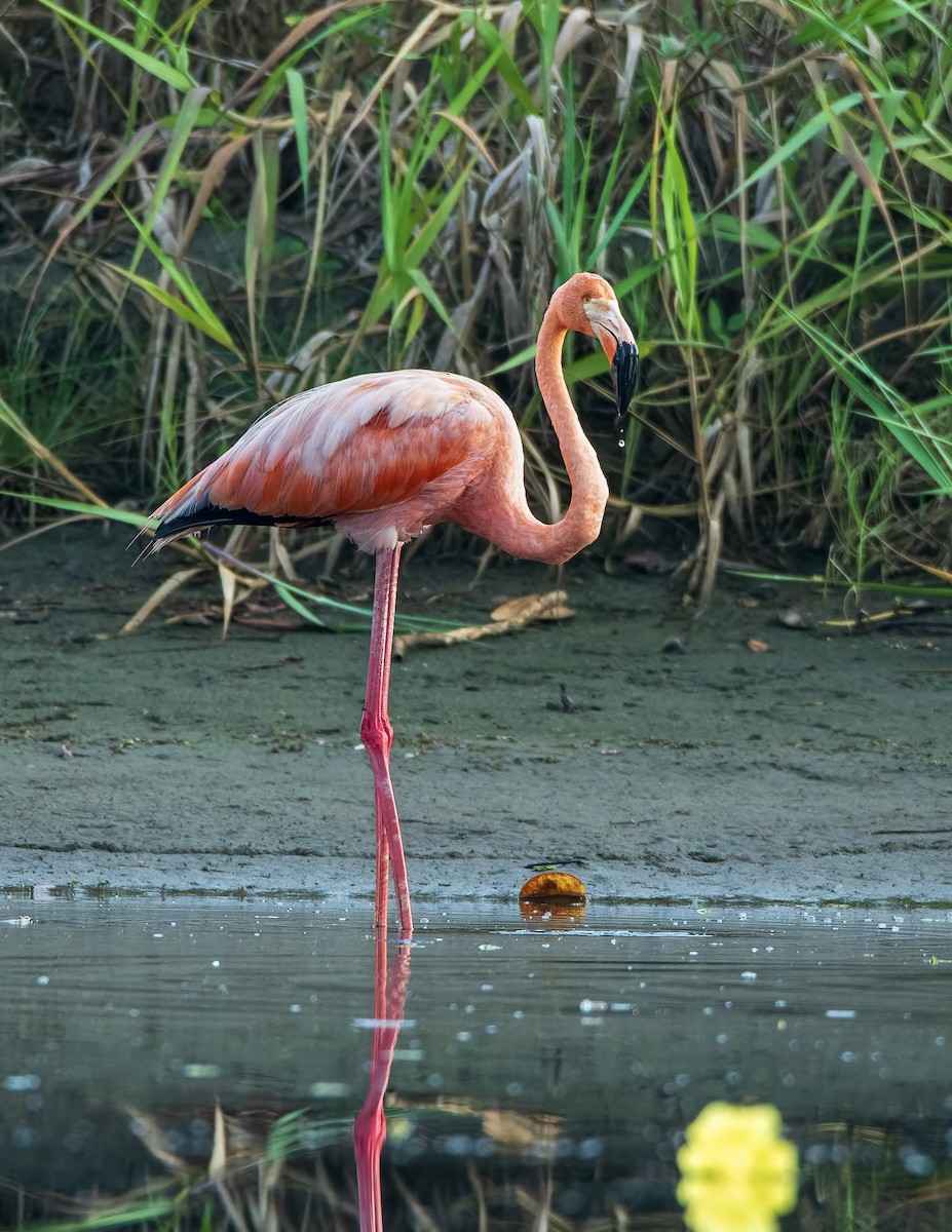 American Flamingo - ML638695426