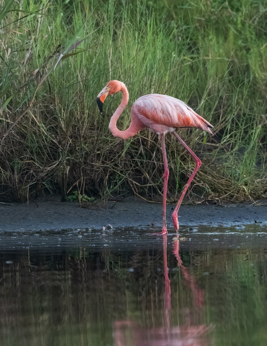 American Flamingo - ML638695427
