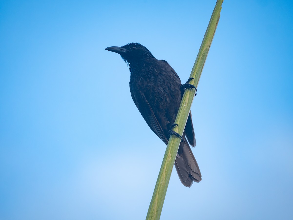 Samoan Starling - ML638695440